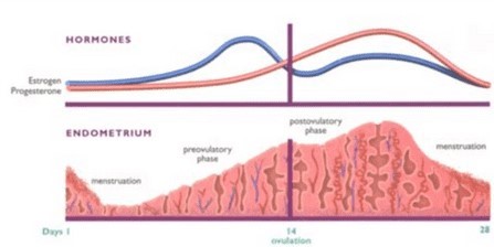 Progesterone_patterns.jpg