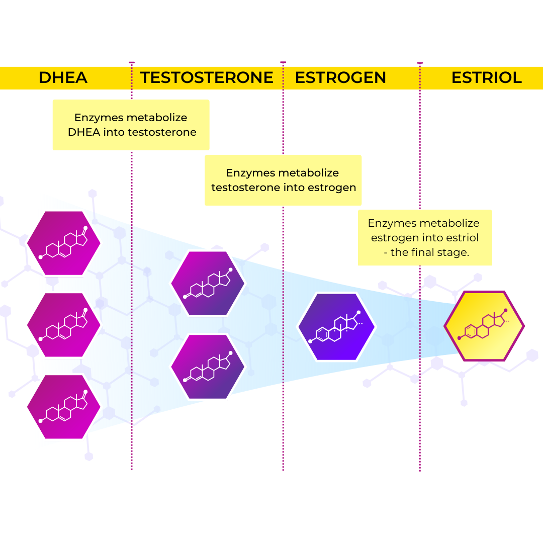 DHEA_FUNNEL.png